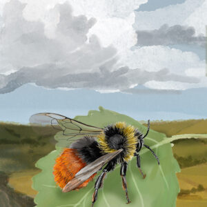 Leśne rozdanie: Dartmoor - Exmoor