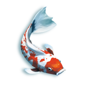 Koi (edycja polska)