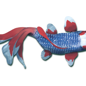 Koi (edycja polska)