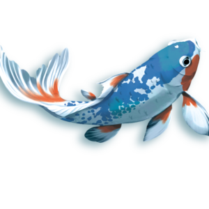 Koi (edycja polska)