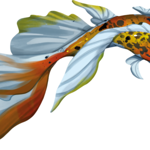 Koi (edycja polska)
